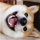 hhkoo